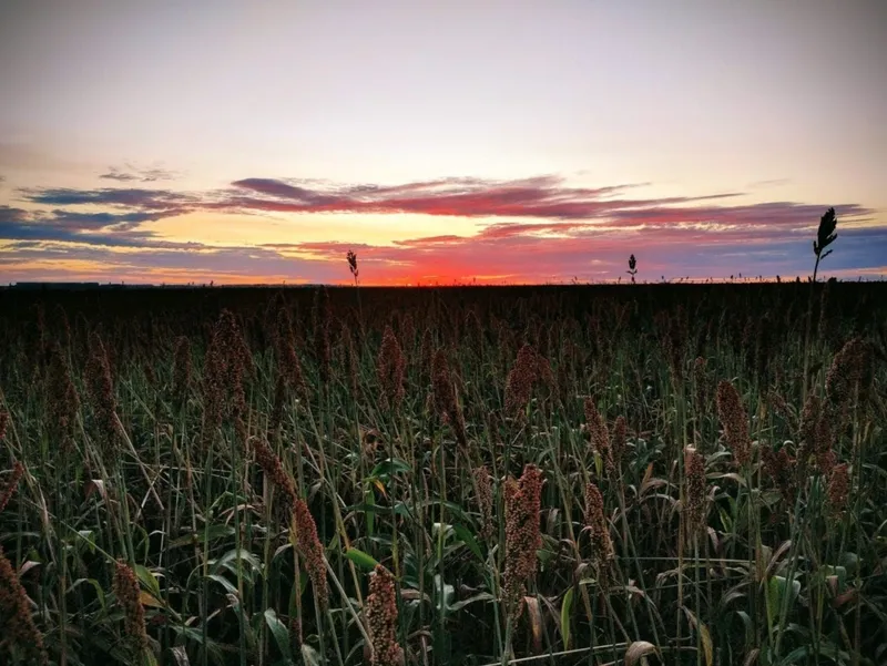 Fazenda em Campo Verde/Mato Grosso — Ref AZ3L8E — Imagem 5
