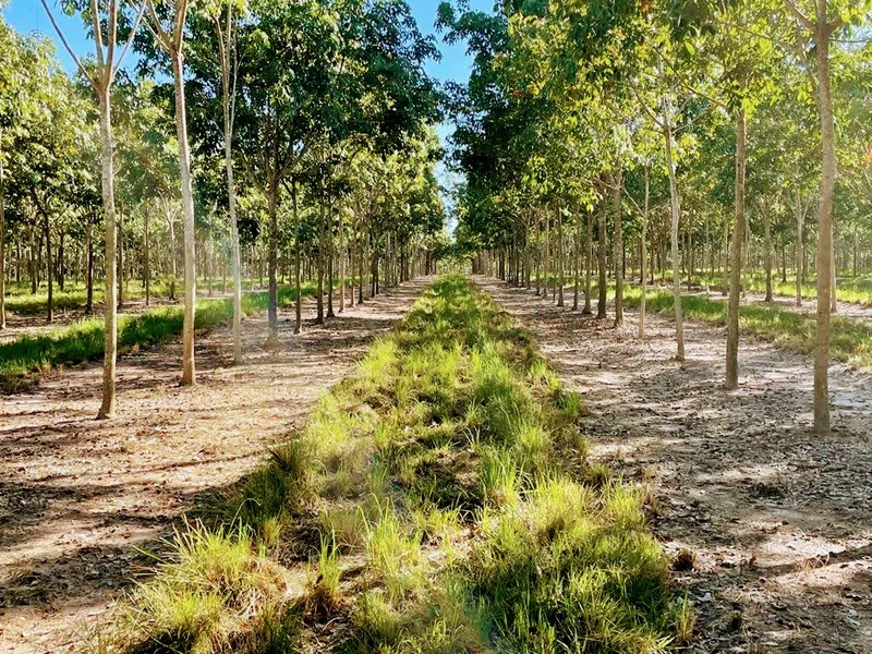 Fazenda em Santa Fé do Araguaia/Tocantins — Ref 1R3OFJ — Imagem 17