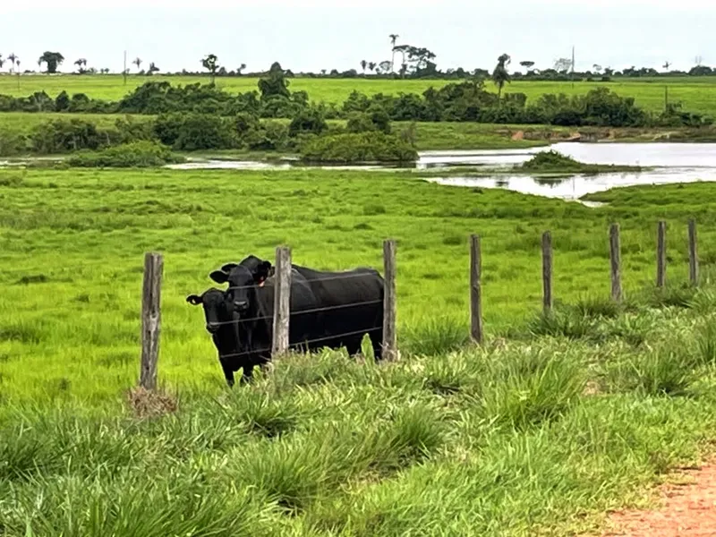 Fazenda em Santa Fé do Araguaia/Tocantins — Ref 1R3OFJ — Imagem 9