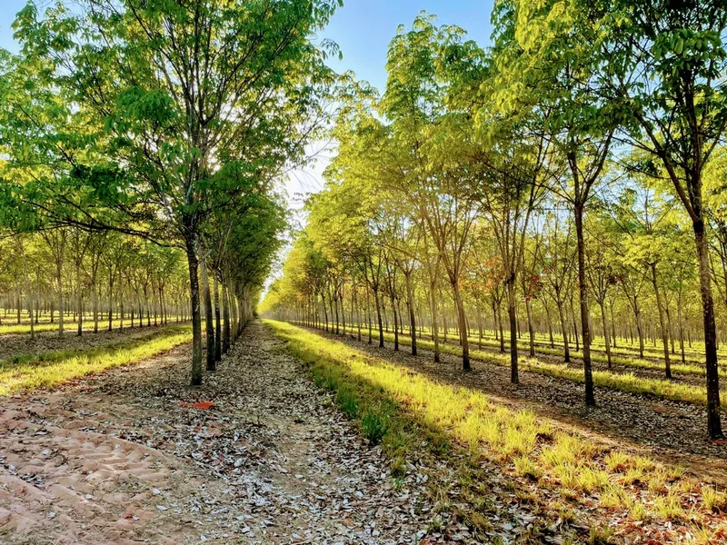 Fazenda em Santa Fé do Araguaia/Tocantins — Ref 1R3OFJ — Imagem 16