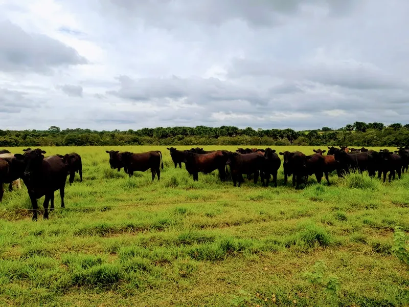 Fazenda em Santa Fé do Araguaia/Tocantins — Ref 1R3OFJ — Imagem 10