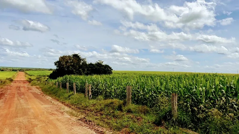 Fazenda em Santa Fé do Araguaia/Tocantins — Ref 1R3OFJ — Imagem 14
