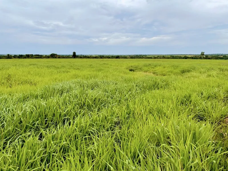 Fazenda em Santa Fé do Araguaia/Tocantins — Ref 1R3OFJ — Imagem 15