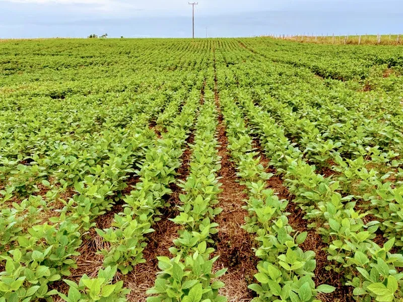 Fazenda em Santa Fé do Araguaia/Tocantins — Ref 1R3OFJ — Imagem 4