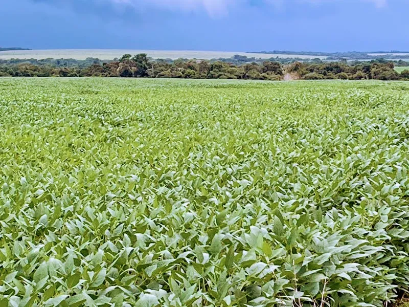 Fazenda em Santa Fé do Araguaia/Tocantins — Ref 1R3OFJ — Imagem 13