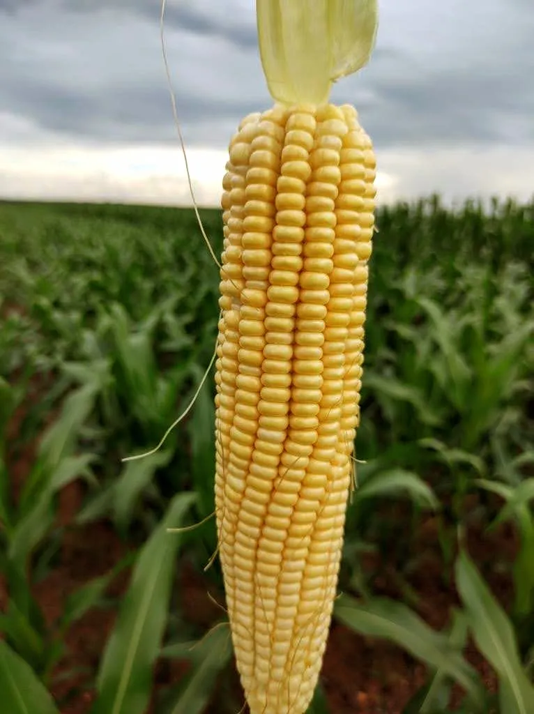 Fazenda em Santa Fé do Araguaia/Tocantins — Ref 1R3OFJ — Imagem 2