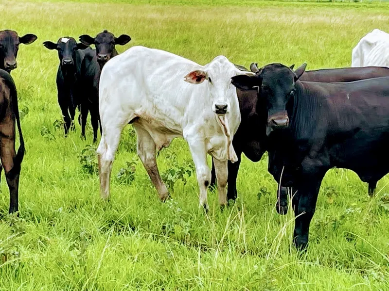Fazenda em Santa Fé do Araguaia/Tocantins — Ref 1R3OFJ — Imagem 12