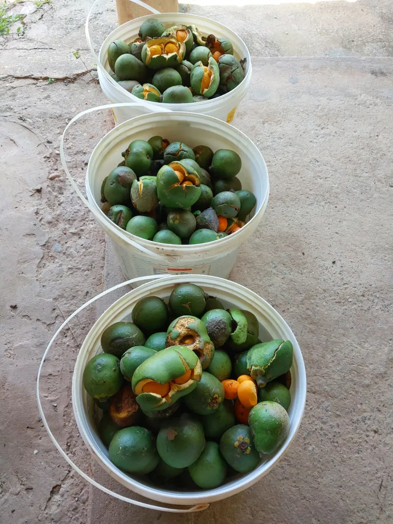 Fazenda em Santa Cruz de Goiás/Goiás — Ref H93S1F — Imagem 9