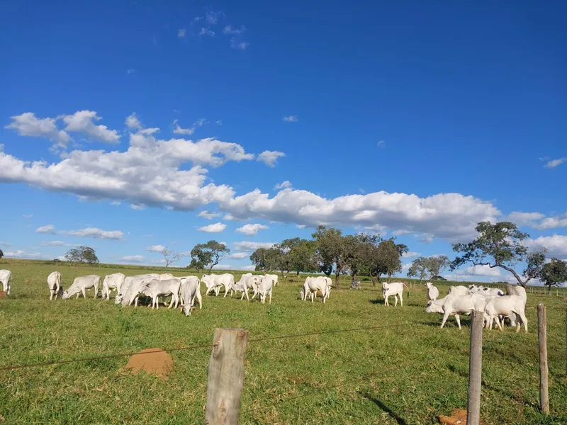 Imóvel rural em Santa Cruz de Goiás/Goiás — Ref H93S1F1