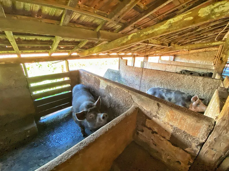 Sítio em Brodowski/São Paulo — Ref 0ALYHL — Imagem 13