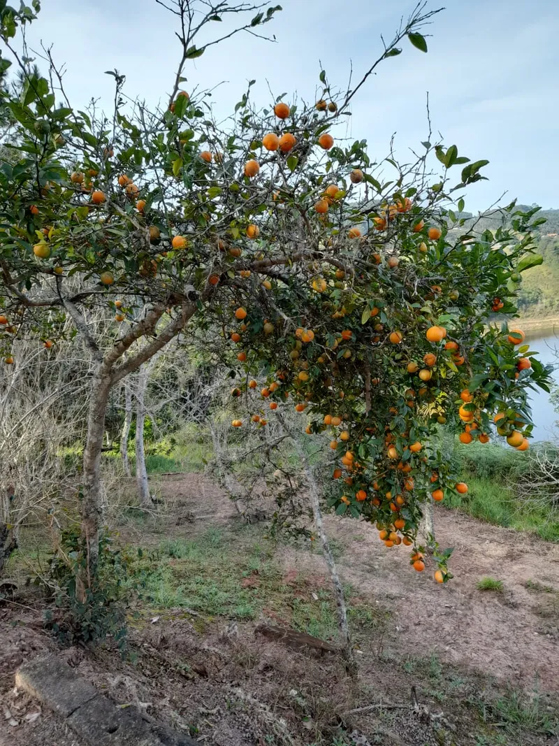 Sítio em Salesópolis/São Paulo — Ref HBW8ZZ — Imagem 6