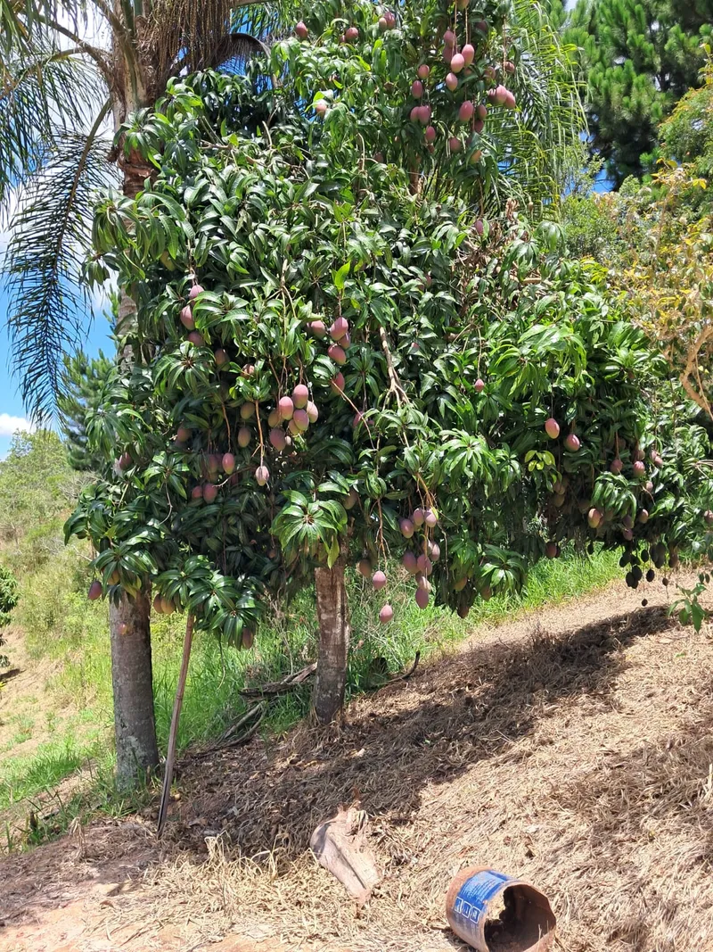 Sítio em Salesópolis/São Paulo — Ref HBW8ZZ — Imagem 16