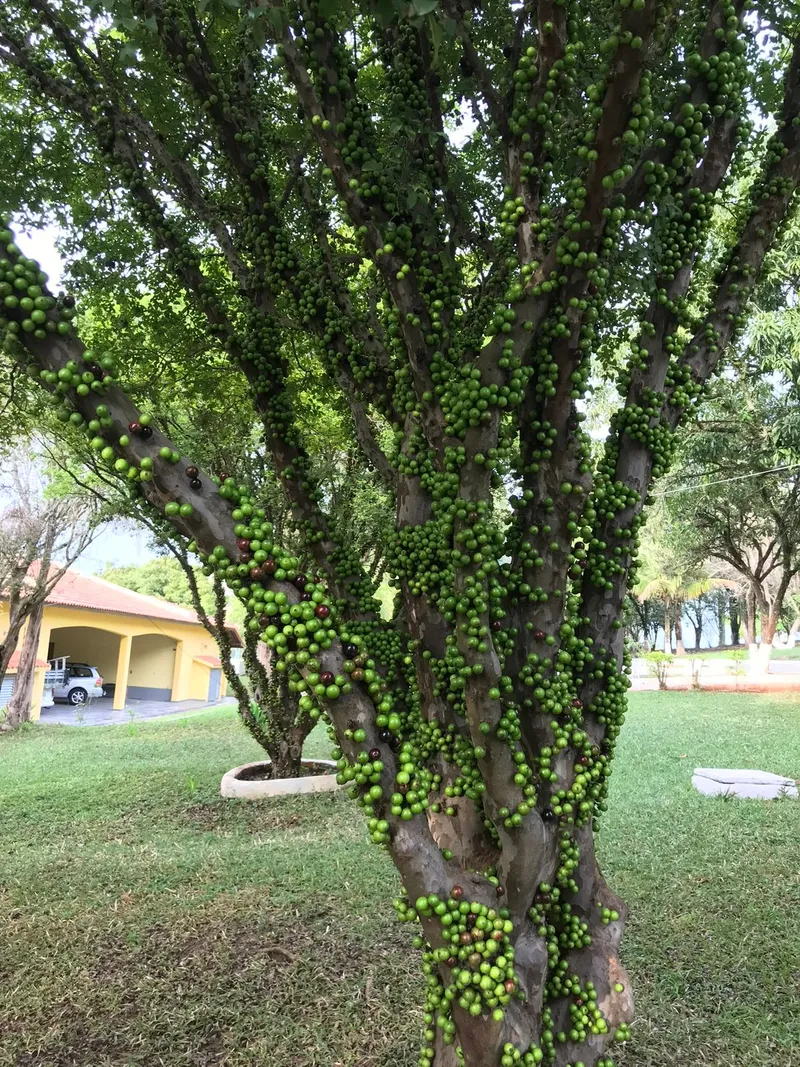 Chácara em Laranjal Paulista/São Paulo — Ref 6AWCB6 — Imagem 23