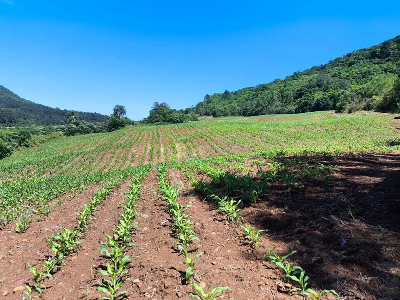 Sítio em Gramado/Rio Grande do Sul — Ref CSD7RT — Imagem 9