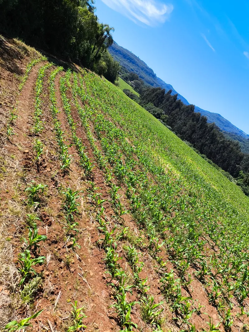 Sítio em Gramado/Rio Grande do Sul — Ref CSD7RT — Imagem 10