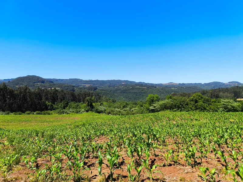 Sítio em Gramado/Rio Grande do Sul — Ref CSD7RT — Imagem 4