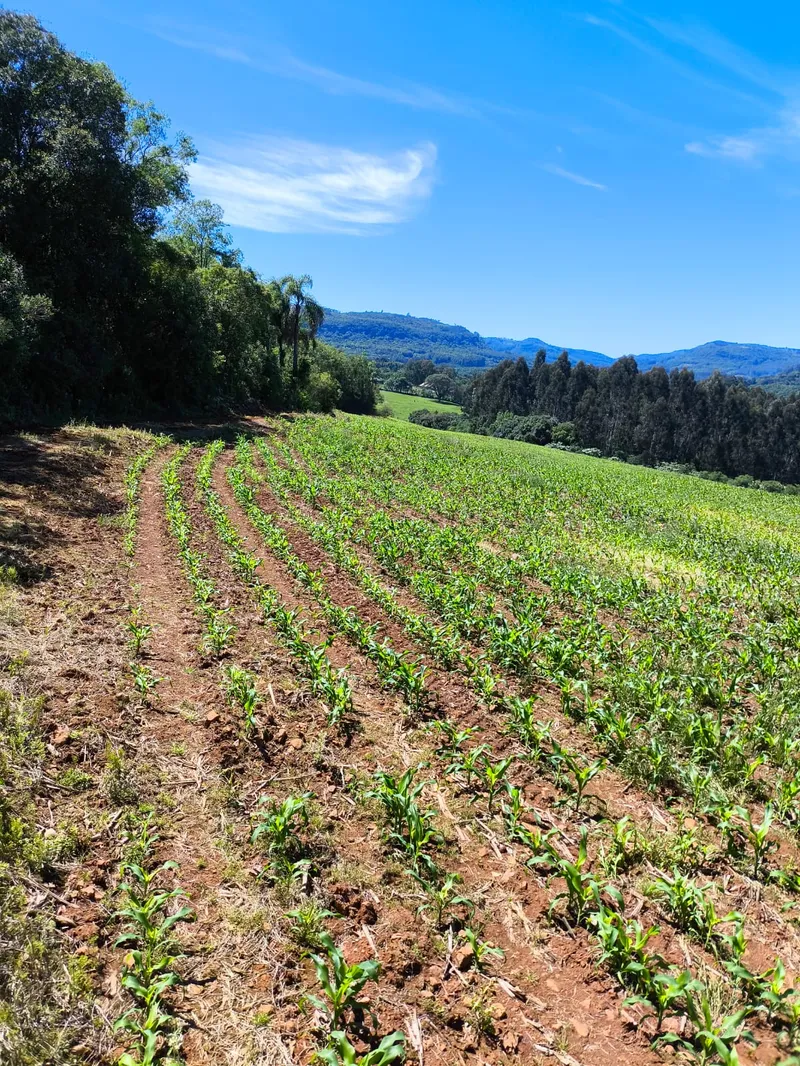 Sítio em Gramado/Rio Grande do Sul — Ref CSD7RT — Imagem 14