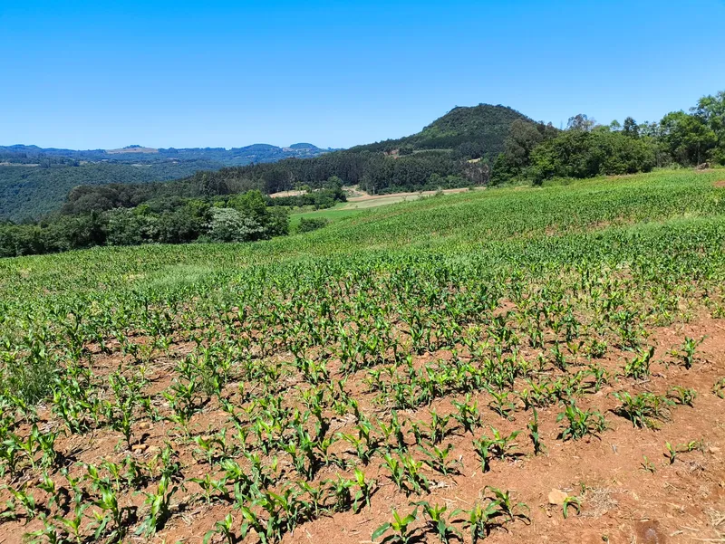 Sítio em Gramado/Rio Grande do Sul — Ref CSD7RT — Imagem 18