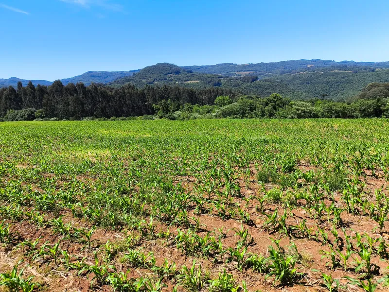 Sítio em Gramado/Rio Grande do Sul — Ref CSD7RT — Imagem 6