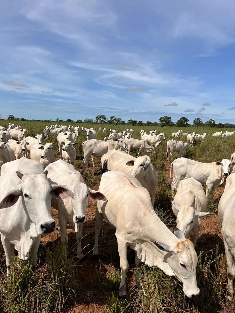 Imóvel rural em Cocalinho/Mato Grosso — Ref 7W126Z1