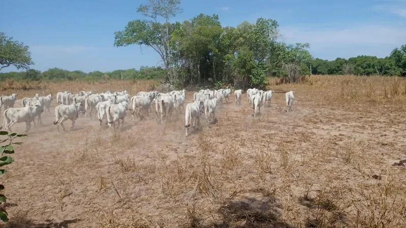 Fazenda em Cocalinho/Mato Grosso — Ref 7W126Z — Imagem 2
