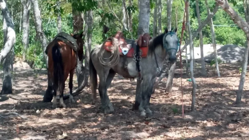 Fazenda em Cocalinho/Mato Grosso — Ref 7W126Z — Imagem 4