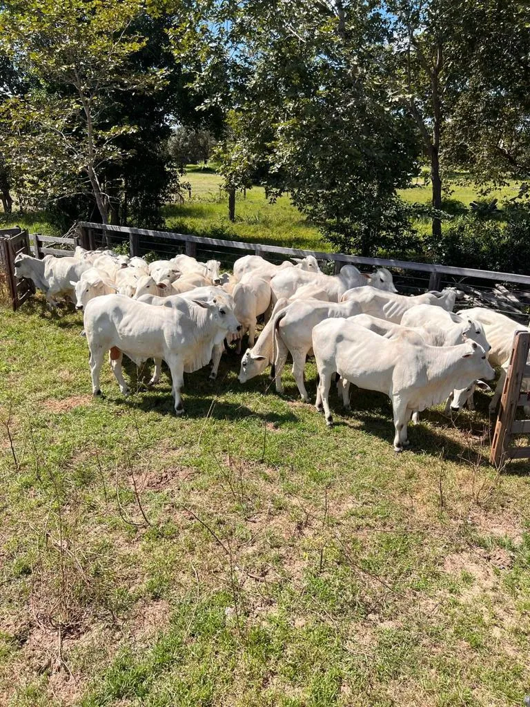 Fazenda em Cocalinho/Mato Grosso — Ref 7W126Z — Imagem 3