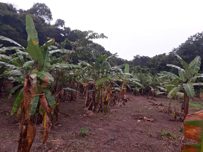 Sítio em Rio Preto da Eva/Amazonas — Ref QKK93L — Imagem 4