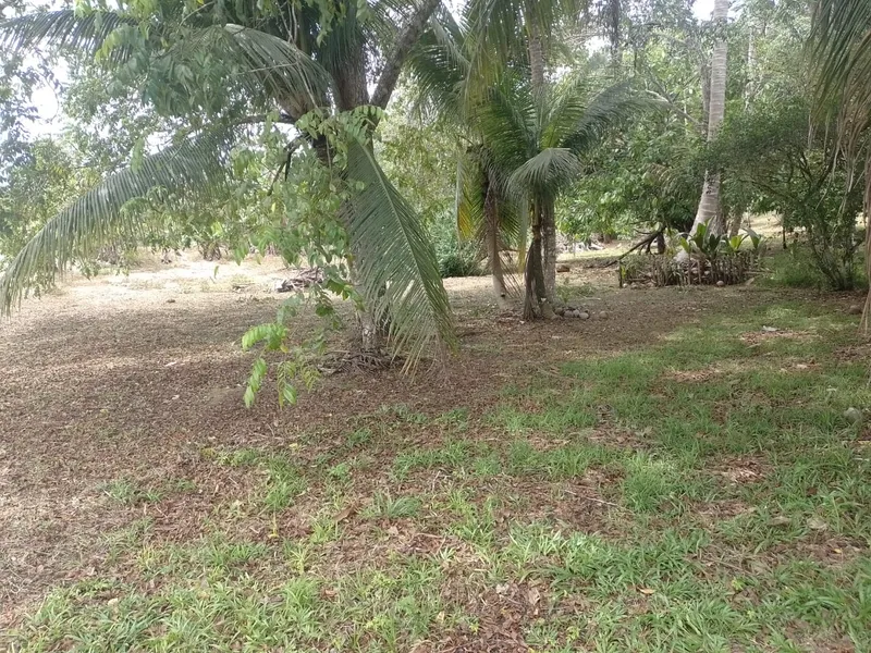 Sítio em Rio Preto da Eva/Amazonas — Ref QKK93L — Imagem 15