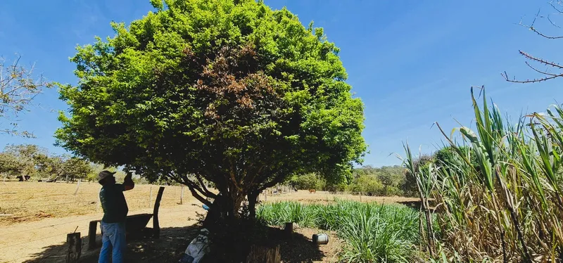Fazenda em Santo Antônio do Descoberto/Goiás — Ref 4NAMK6 — Imagem 35