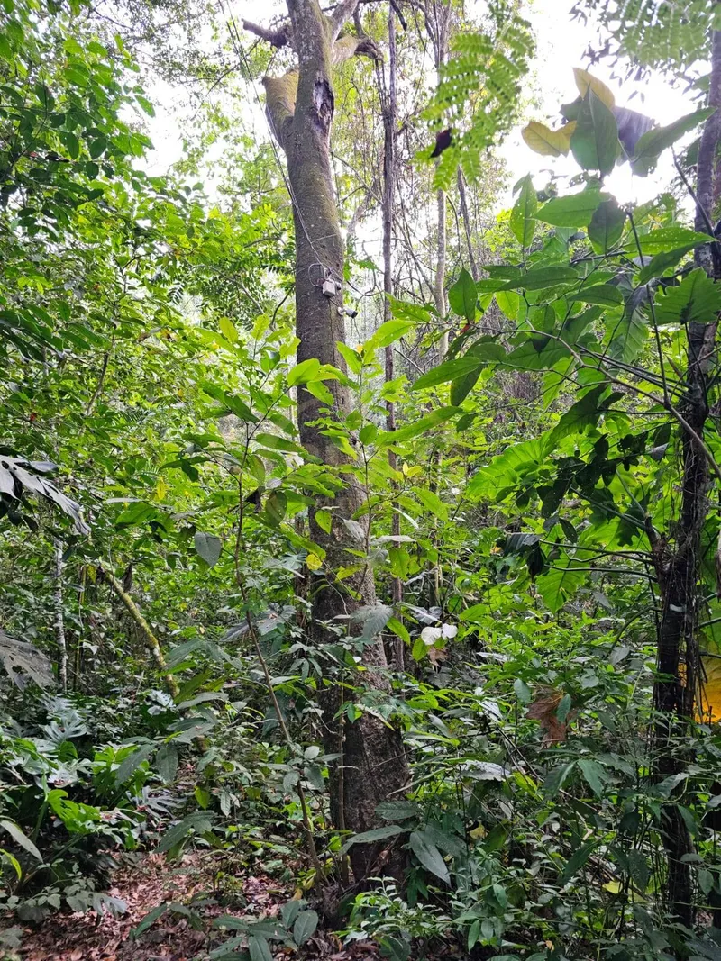 Chácara em Luziânia/Goiás — Ref PZ414D — Imagem 57