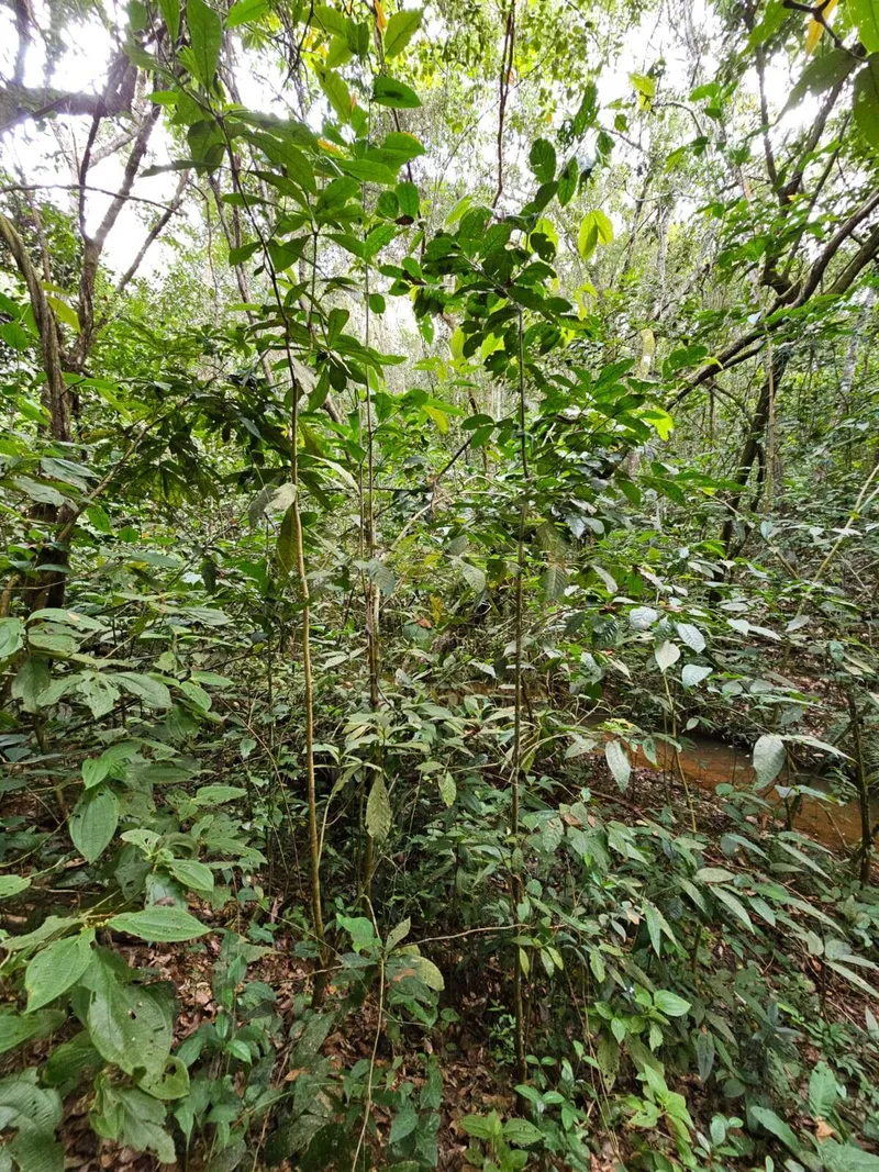 Chácara em Luziânia/Goiás — Ref PZ414D — Imagem 58