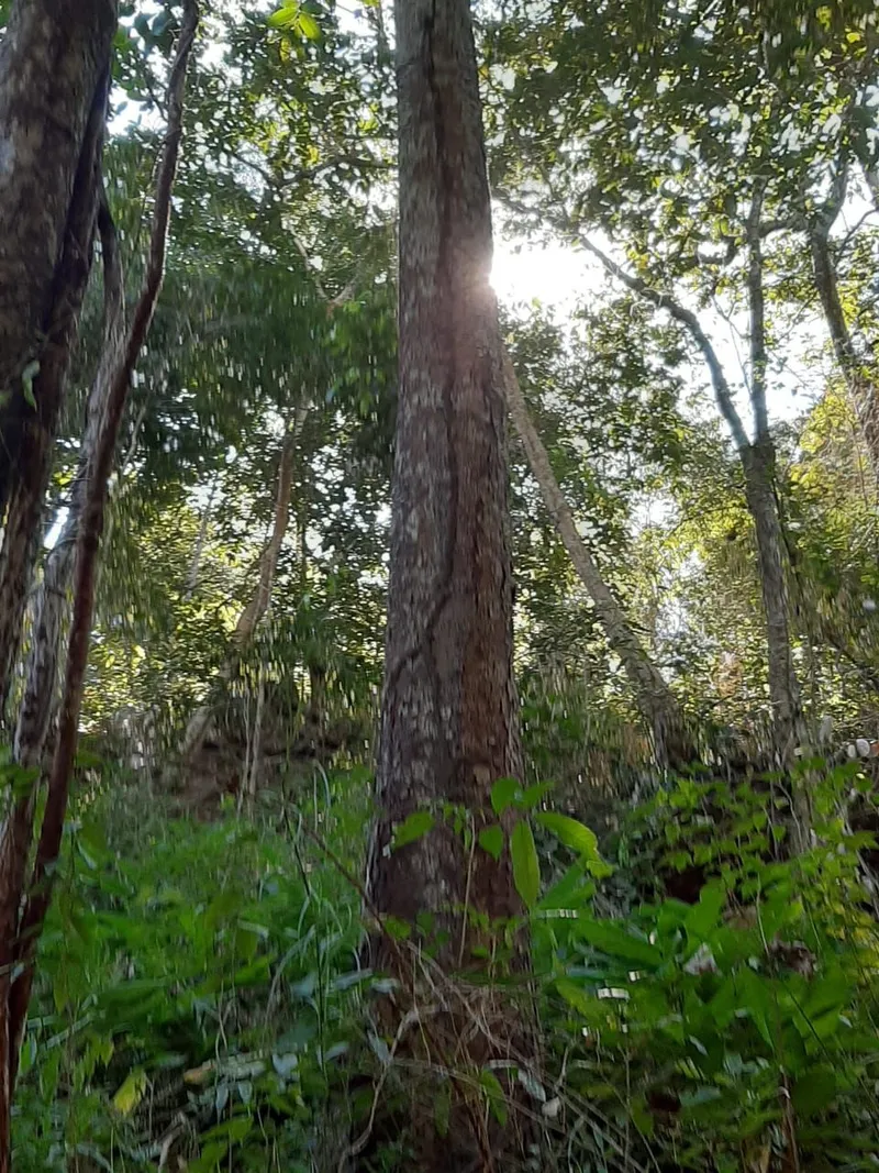Fazenda em Minaçu/Goiás — Ref V00CUK — Imagem 5