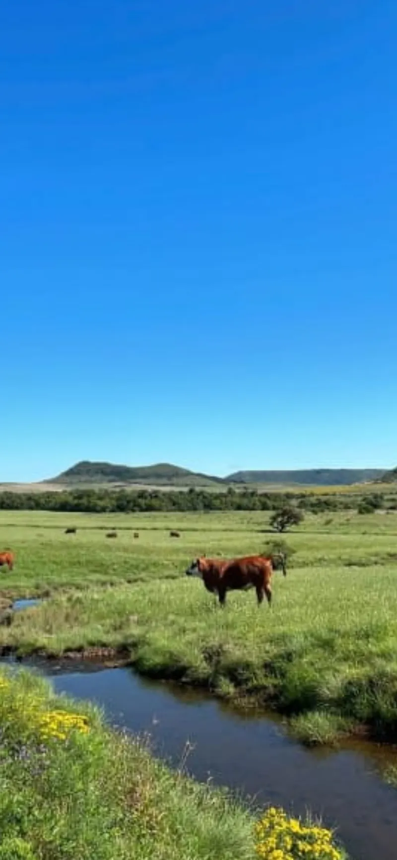 Fazenda em Rosário do Sul/Rio Grande do Sul — Ref 3URSYS — Imagem 6
