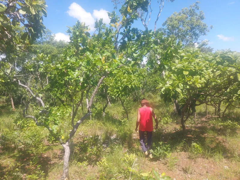 Fazenda em Rio Sono/Tocantins — Ref BG8IC4 — Imagem 9