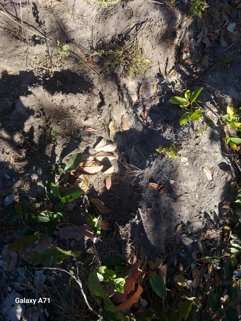 Fazenda em Ponte Alta do Tocantins/Tocantins — Ref SAHUIU — Imagem 5