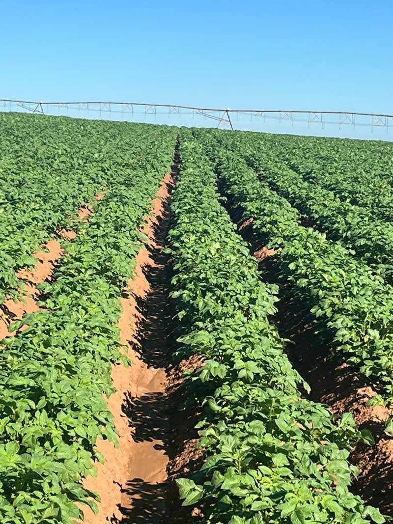 Fazenda em Franca/São Paulo — Ref RVL7UG — Imagem 11