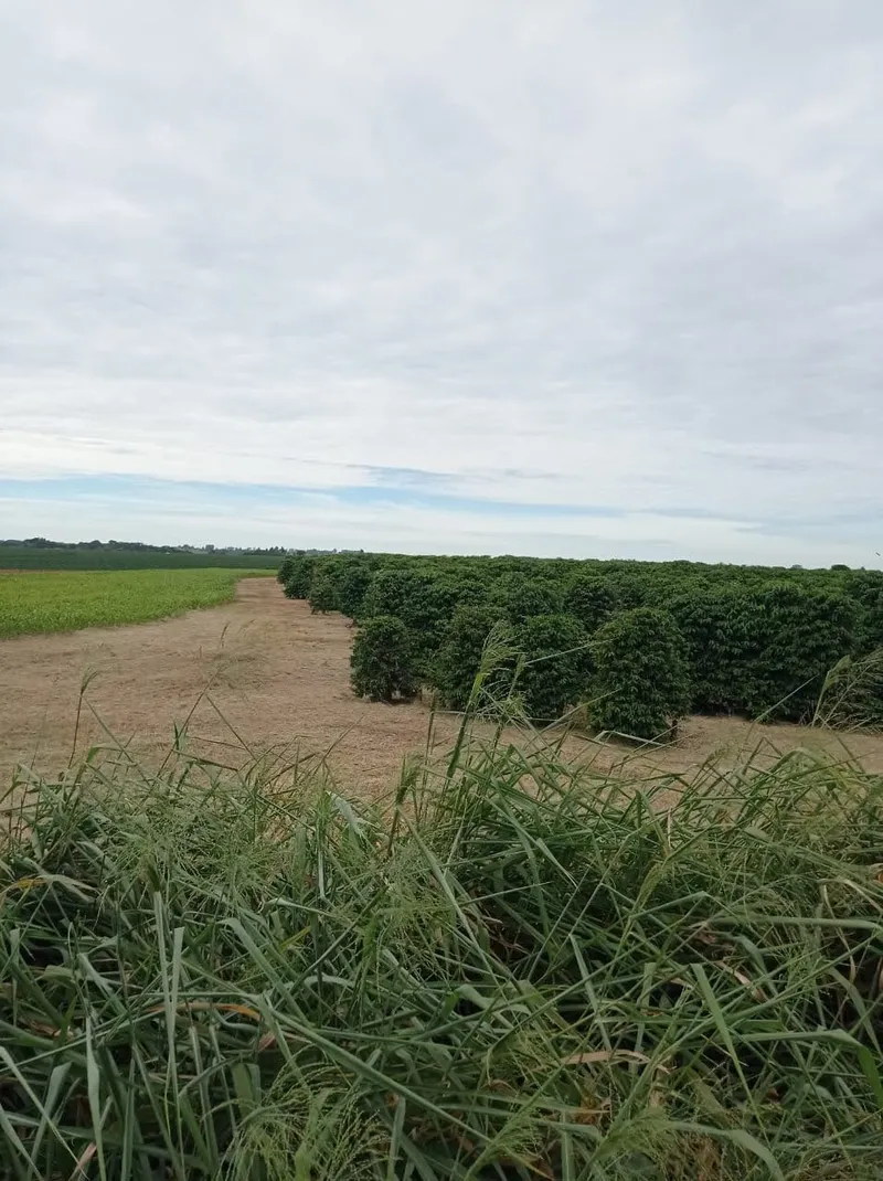 Fazenda em Franca/São Paulo — Ref RVL7UG — Imagem 4
