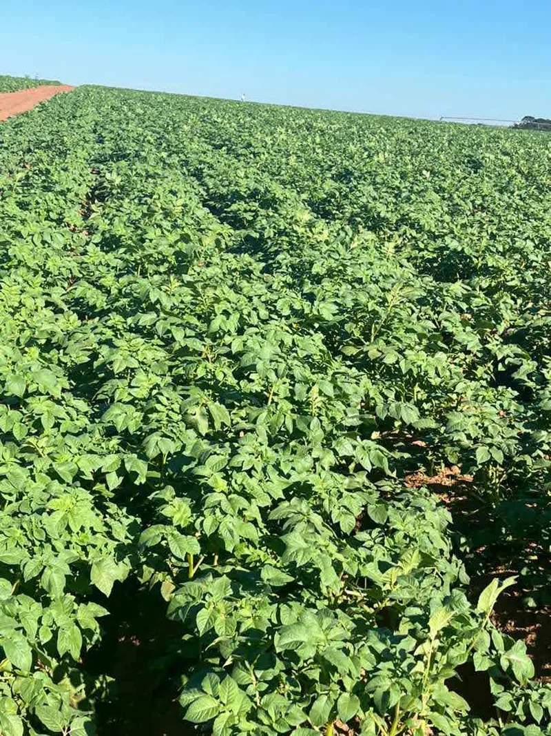 Fazenda em Franca/São Paulo — Ref RVL7UG — Imagem 12