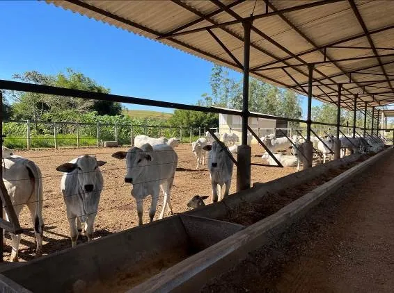 Fazenda em Caçapava/São Paulo — Ref CMBZKU — Imagem 13
