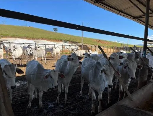Fazenda em Caçapava/São Paulo — Ref CMBZKU — Imagem 6