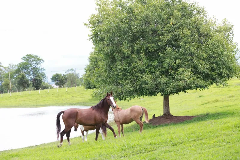 Sítio em Pereiras/São Paulo — Ref LRBOXF — Imagem 3