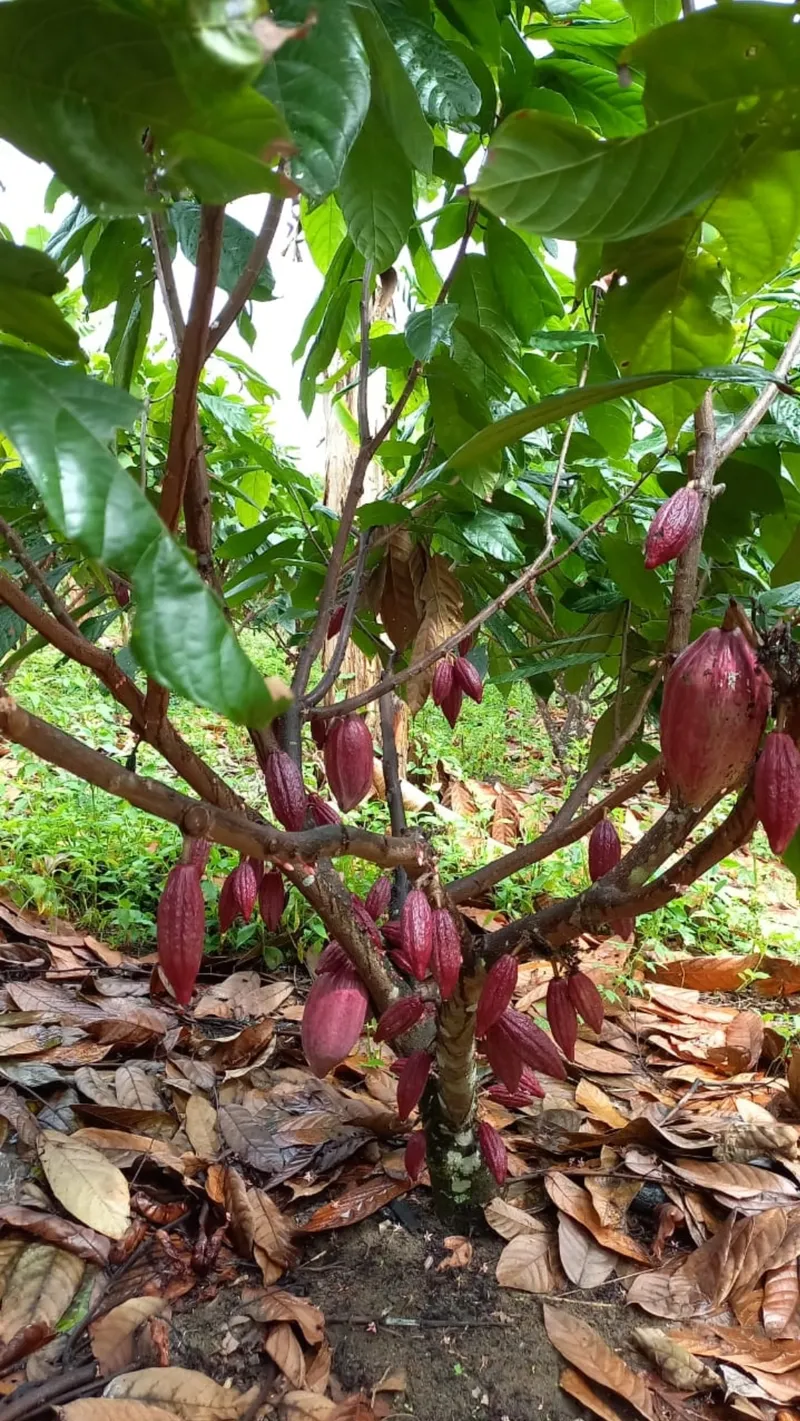 Fazenda em Jiquiriçá/Bahia — Ref WZKKCX — Imagem 16