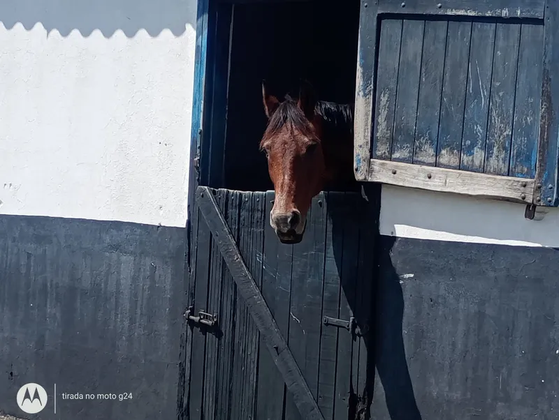Haras em Porto Feliz/São Paulo — Ref SYF0HU — Imagem 8