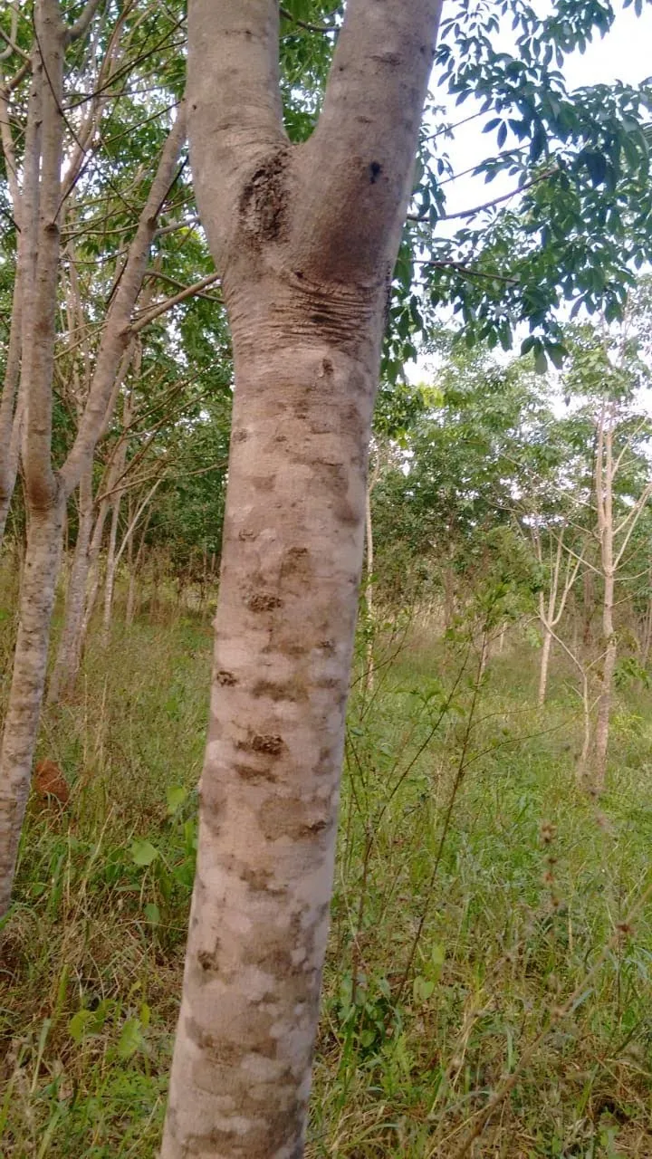 Fazenda em Mineiros/Goiás — Ref QJ1OAE — Imagem 5
