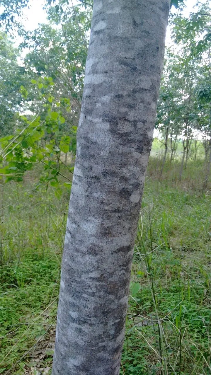 Fazenda em Mineiros/Goiás — Ref QJ1OAE — Imagem 6