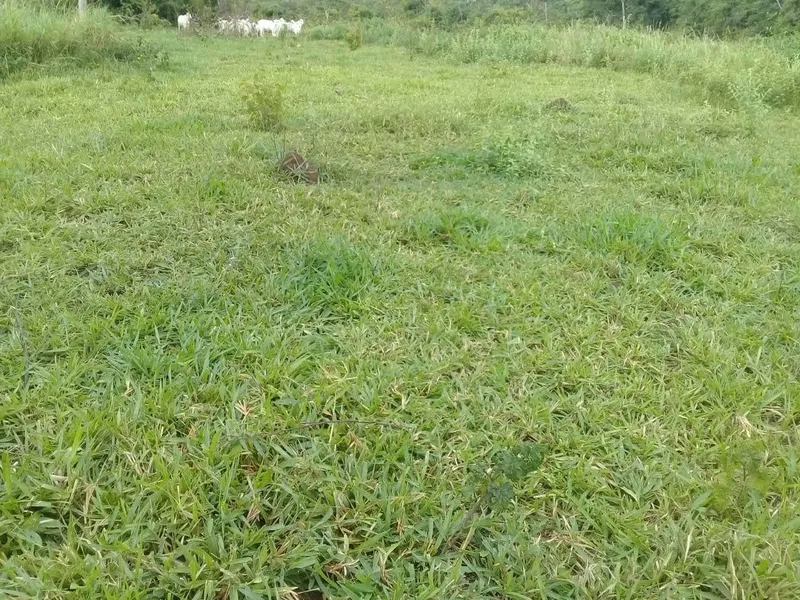 Fazenda em Mineiros/Goiás — Ref QJ1OAE — Imagem 9