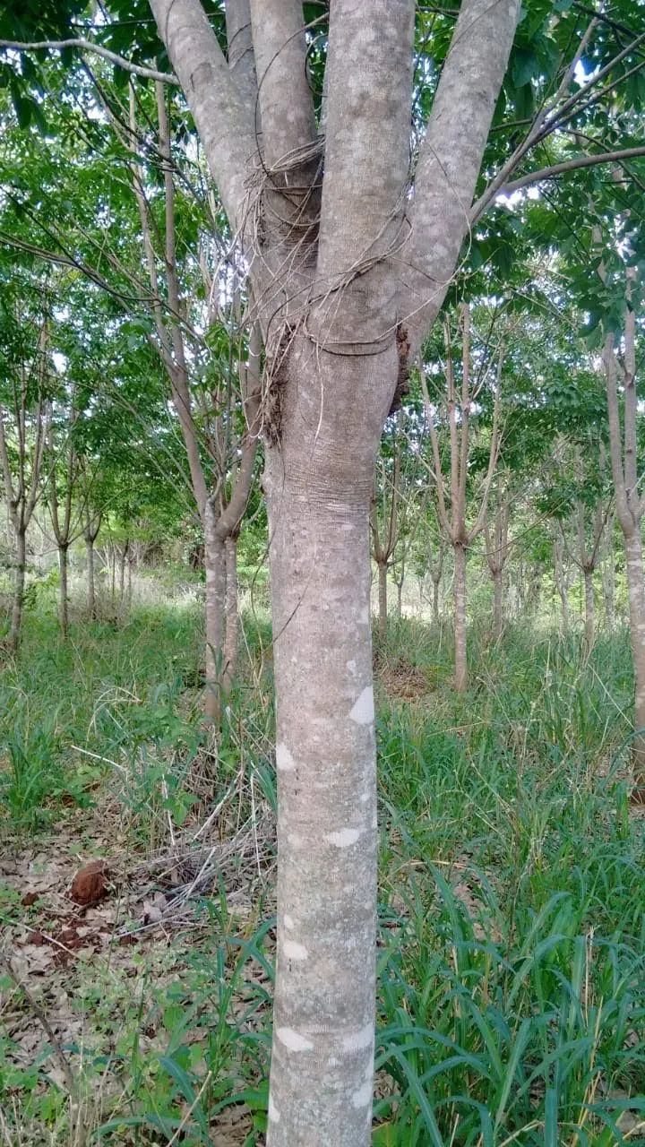 Fazenda em Mineiros/Goiás — Ref QJ1OAE — Imagem 7