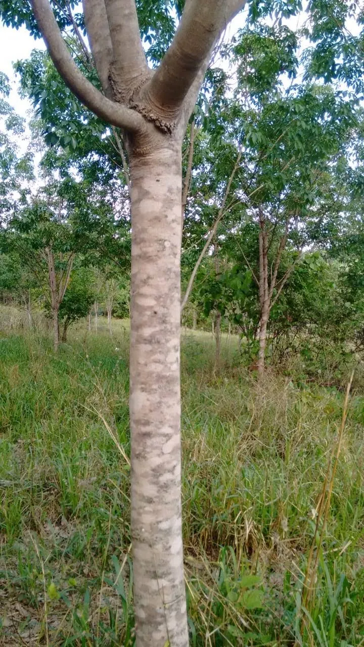 Fazenda em Mineiros/Goiás — Ref QJ1OAE — Imagem 8