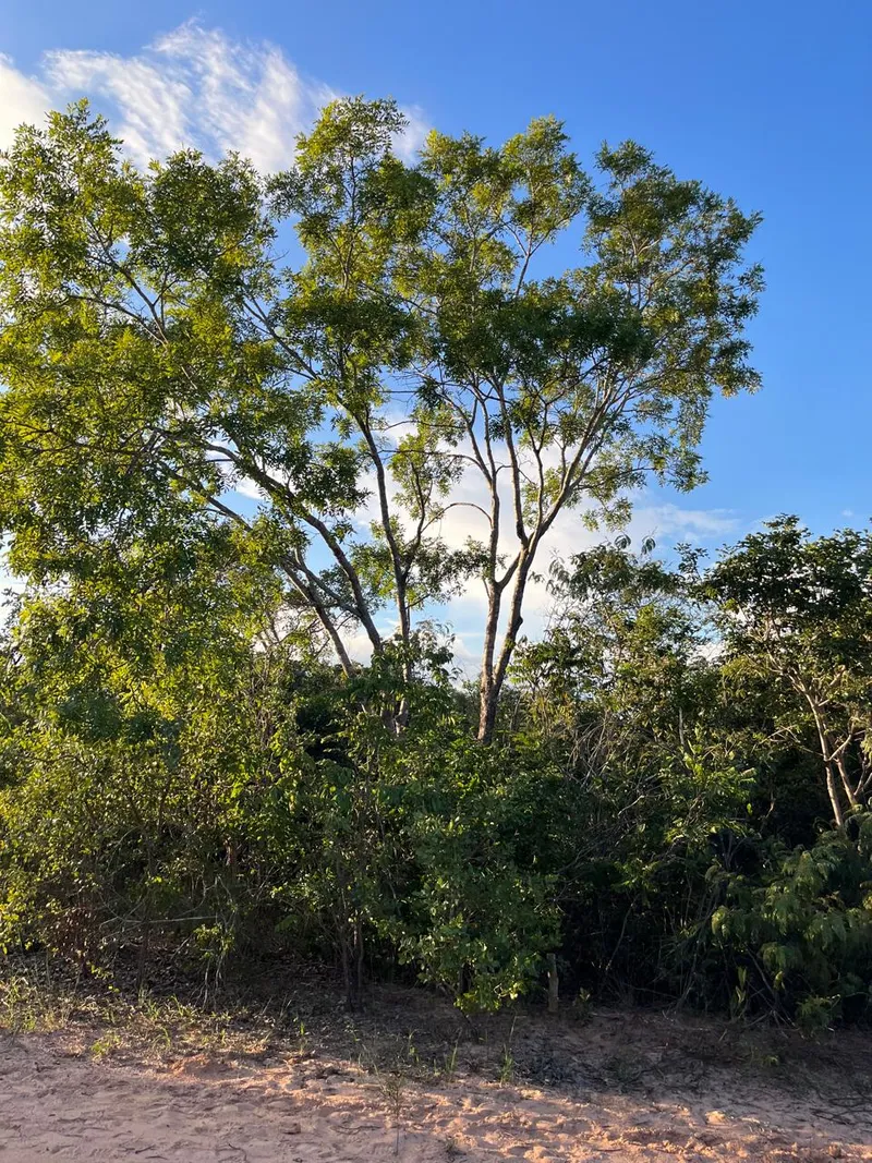 Fazenda em Chapada Gaúcha/Minas Gerais — Ref NEOTGZ — Imagem 8